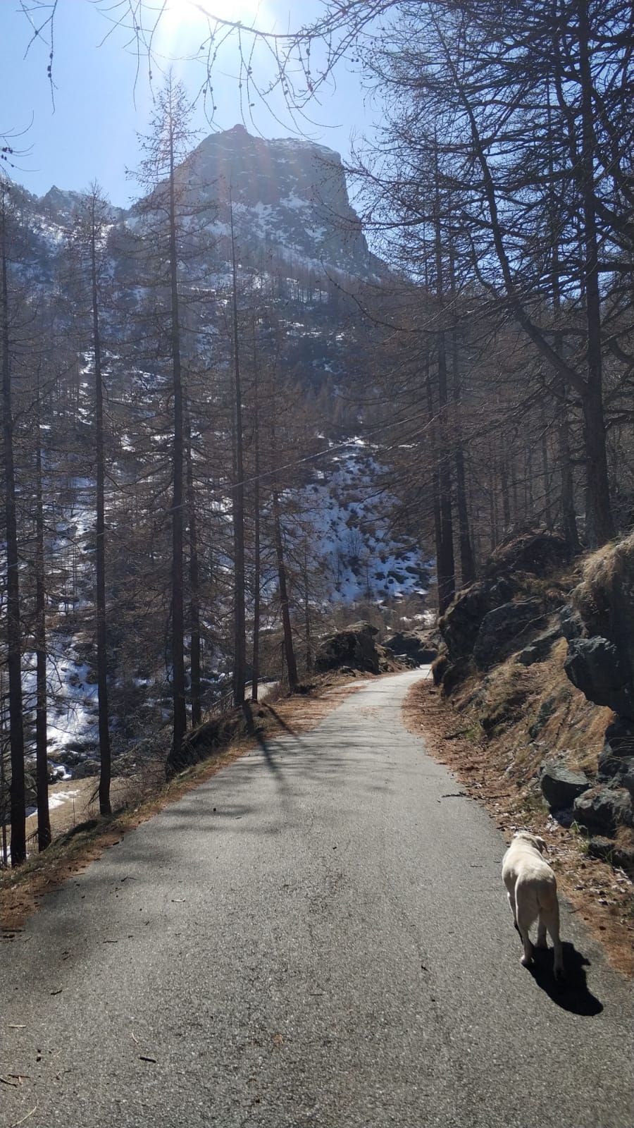 Traduzione 